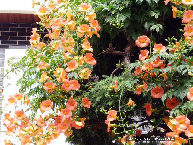 능소화 (凌霄花 )