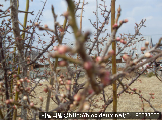 식목일필수! 인기만점 봄나들이 한식도시락으로 사랑받기>_