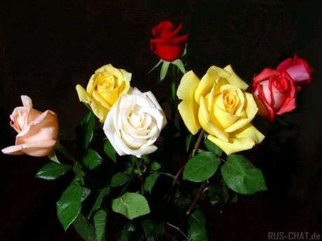 RoseDay 이미지