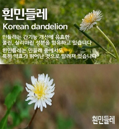 토종흰민들레식품 이미지