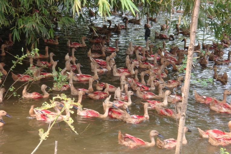 오리떼들은 오늘도 