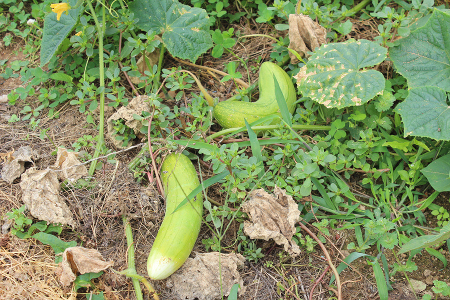 시골맛집 이미지