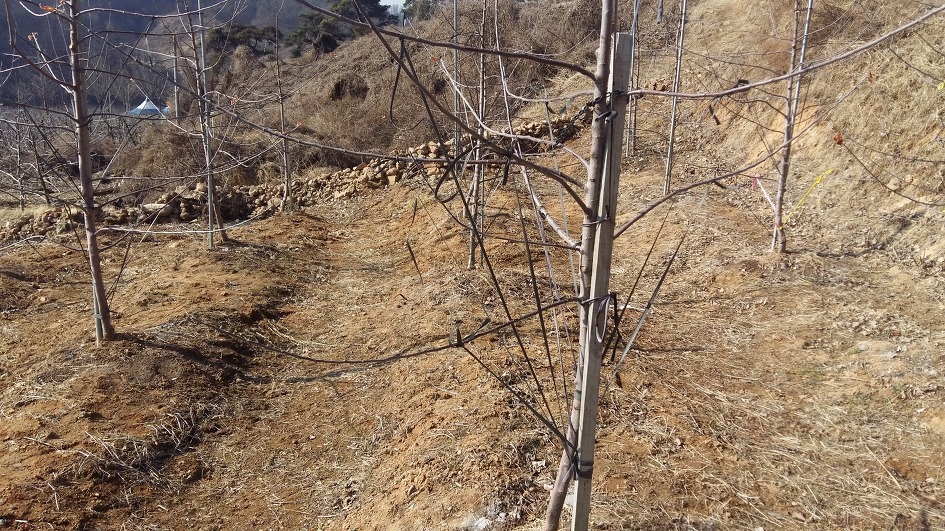 나의 3월 영농작업