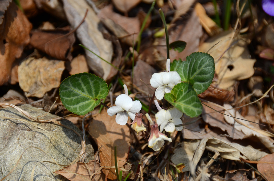 <491차 산행> 신불산 