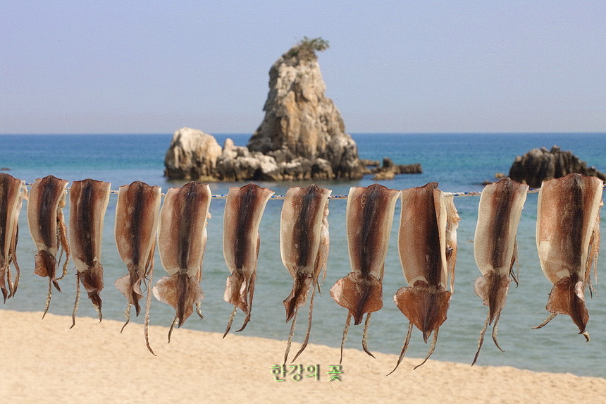 건어물-동해안