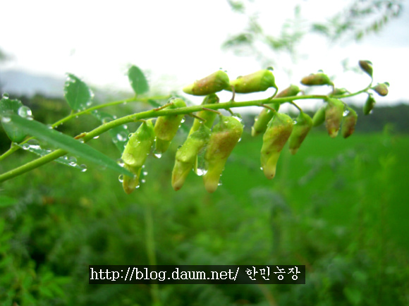 고삼 이미지