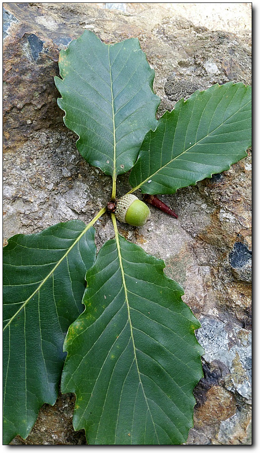 도토리가 익기도 전에 낙엽처럼 떨어지는 까닭은...,＜도토리거위벌레의 기막힌 자식 사랑＞