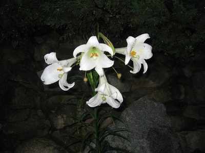 참사랑 이미지