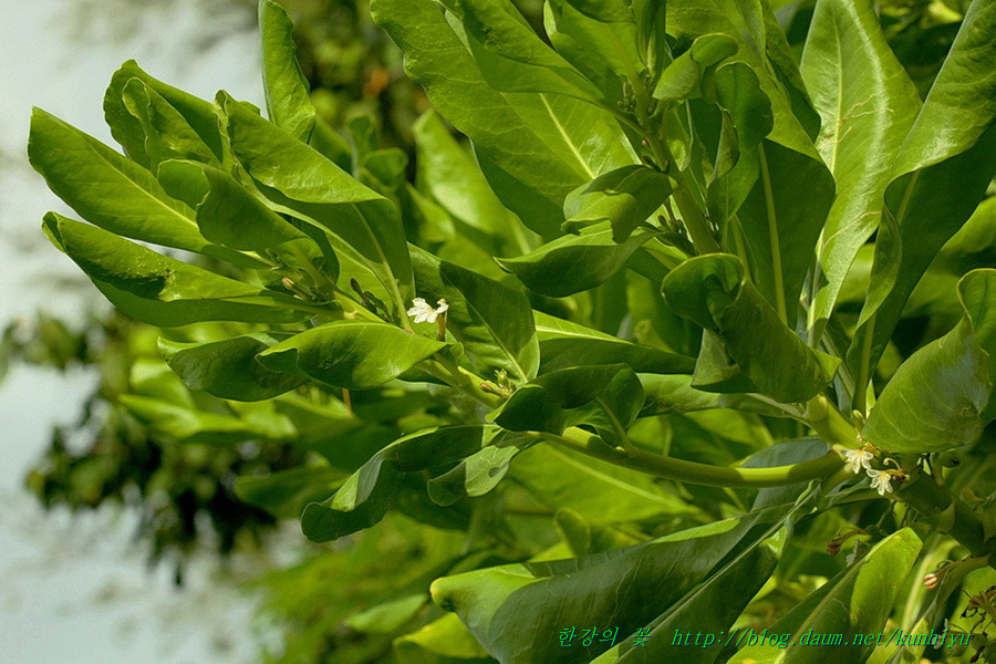 Scaevola Taccada-한강의 꽃