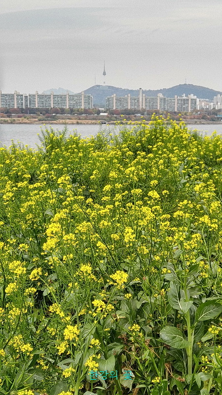 유채꽃