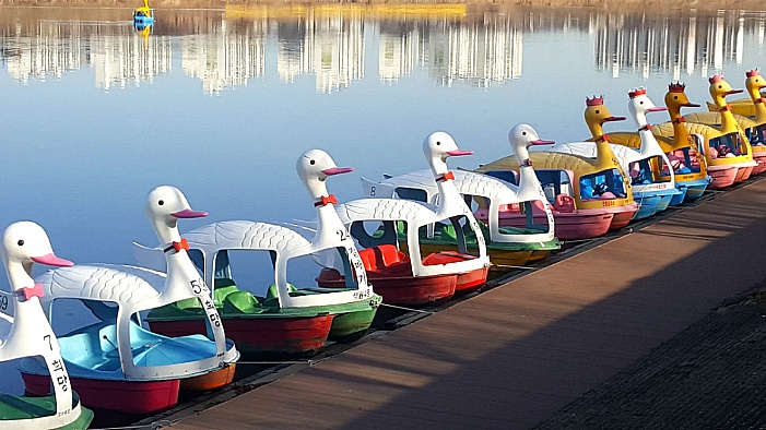 왕관쓴 오리배와 왕관안쓴 오리배의 차이점은?