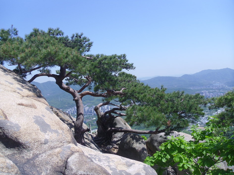 푸른소나무 이미지