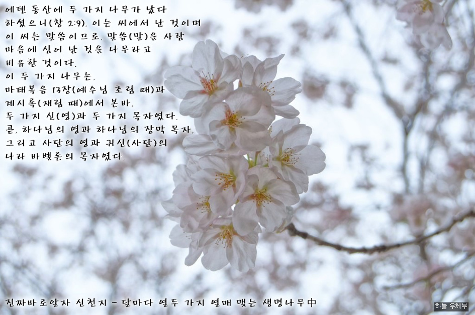 생명나무 이미지