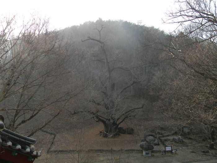 금산 보석사 산신각, 기허각, 천년 묵은 은행나무 (보석사 은행나무의 위엄)