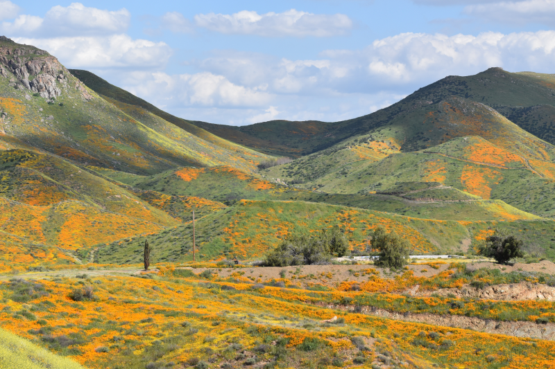 Elsinore-Walker Canyon / Poppy Fields