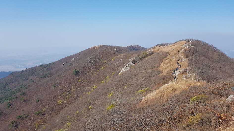 서해안 최고봉 오서산 억세 놀이
