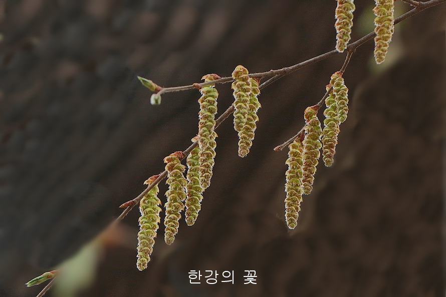 개서어나무