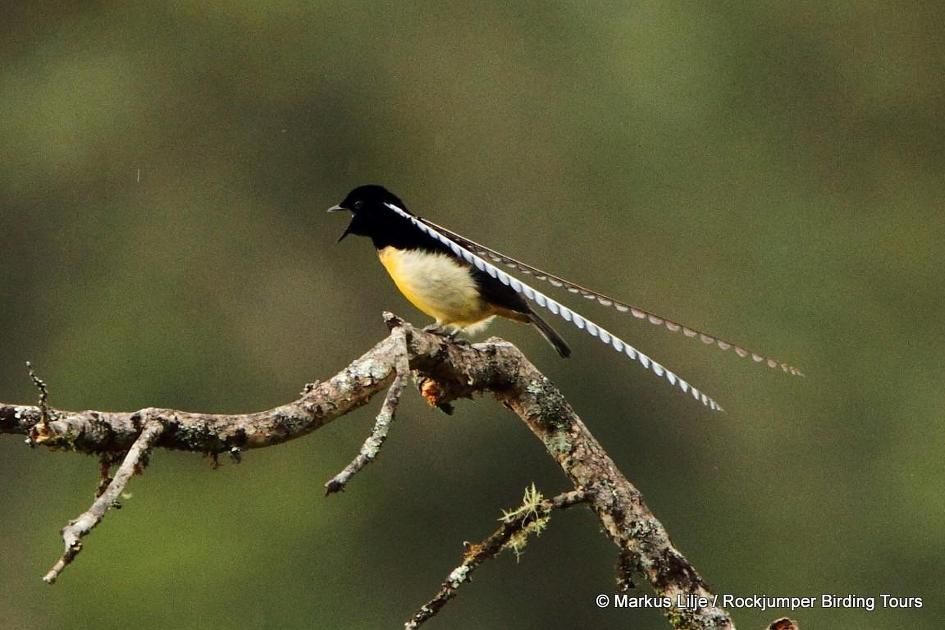 스모킴 동물이야기 ( 작센 극락조 (영어; King of Saxony bird-of-paradise) )