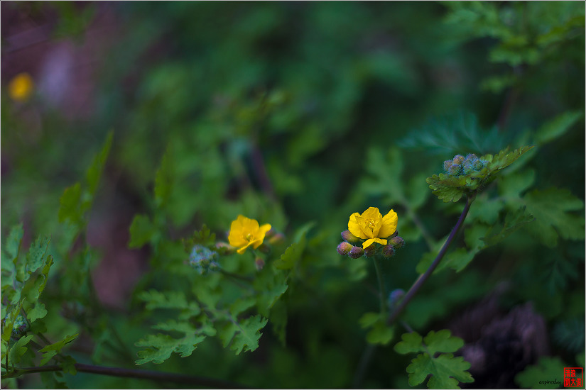 2019.04.09 인왕산 개나리길을 걷다