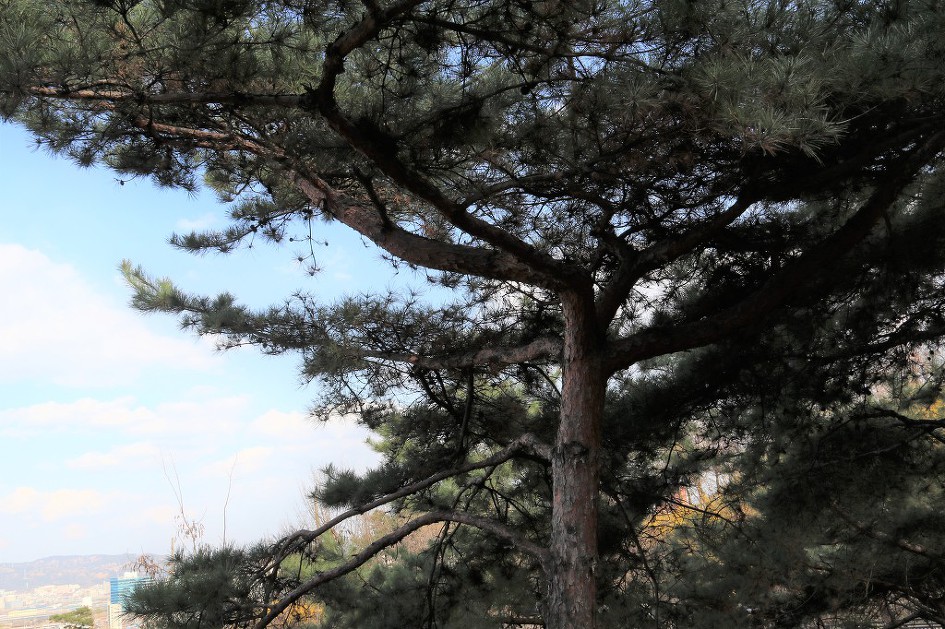 '2019 응봉산 개나리축제의 풍경'을 가득 담았습니다.   4/5    (20190331) 