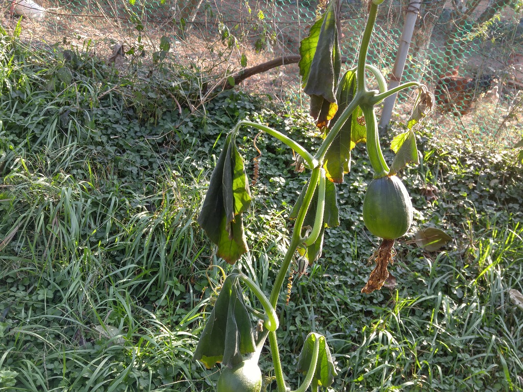 서리의 능력