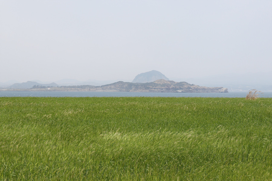 [제주 여행] 섬 전체가 청보리 물결로 가득합니다. ~ 가파도 청보리축제