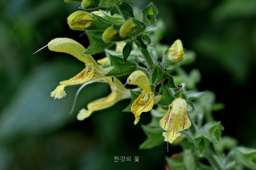 셀비어 글루티노사(Salvia glutinosa)