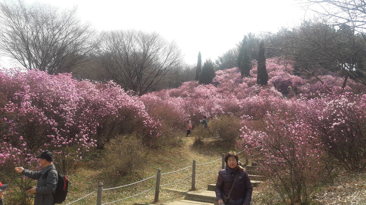 원미산  진달래