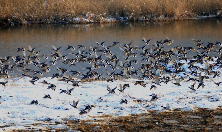 9989643E5DF4F1A5275F6A