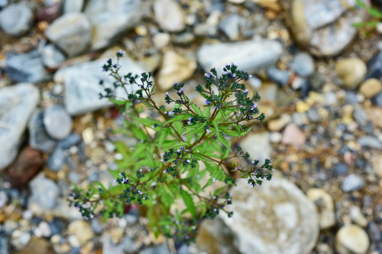 개차즈기