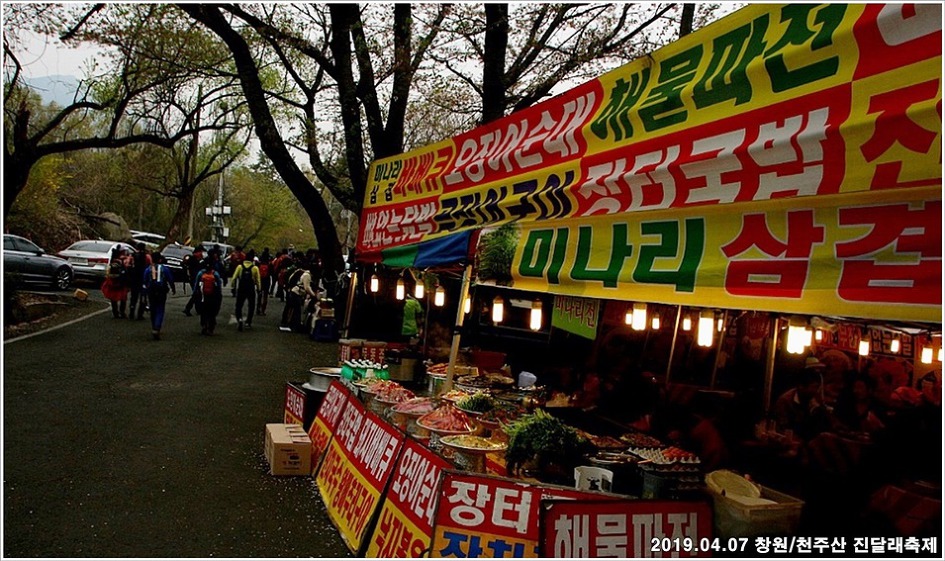 창원/천주산 진달래축제 - 남지 유채단지