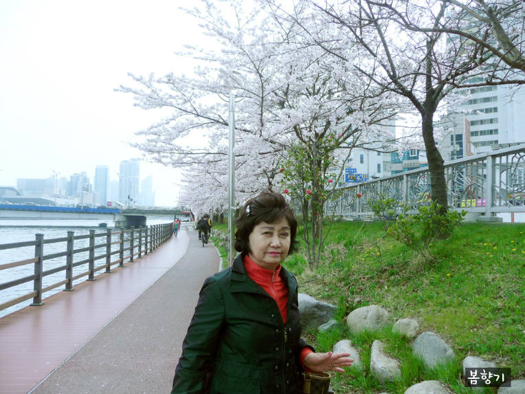벗꽃이 만발했어요~
