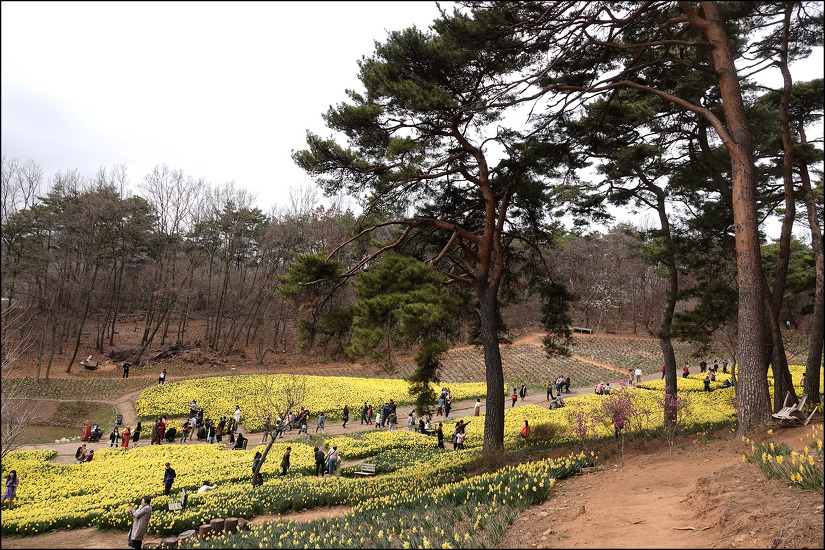 유기방가옥과 수선화