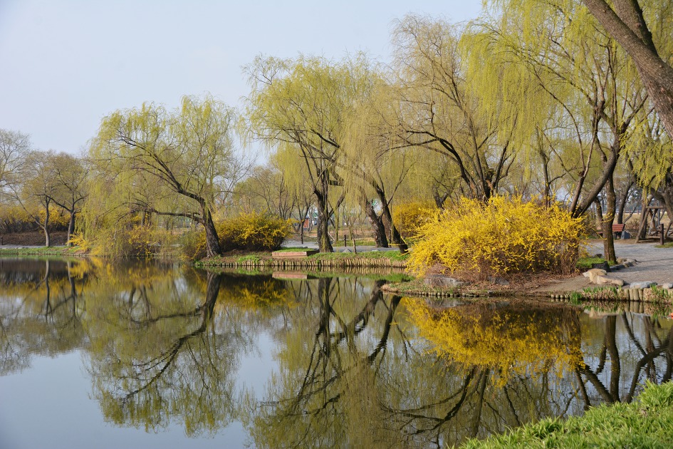 부여궁남지 봄으로 어서오세요~