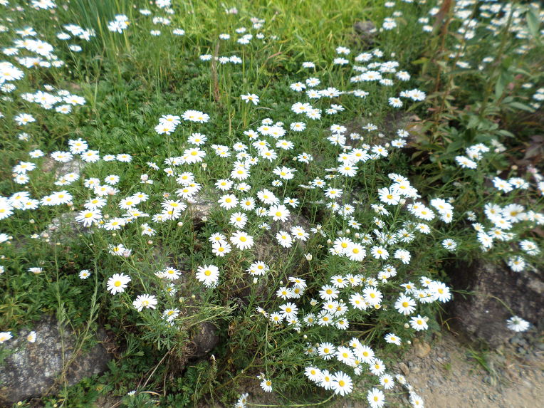 신박사가 개발한 2017년도 신품종 부인병에 좋은 구절초 3종류,꽃,효능,술,차,최초공개. 붉은 입술 / 신박사.