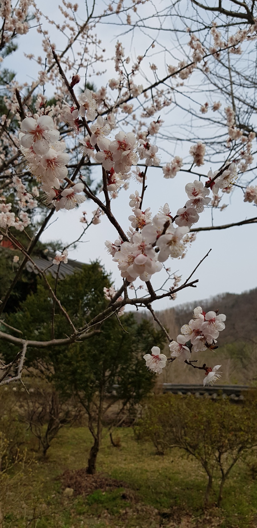 추줄산 위봉사