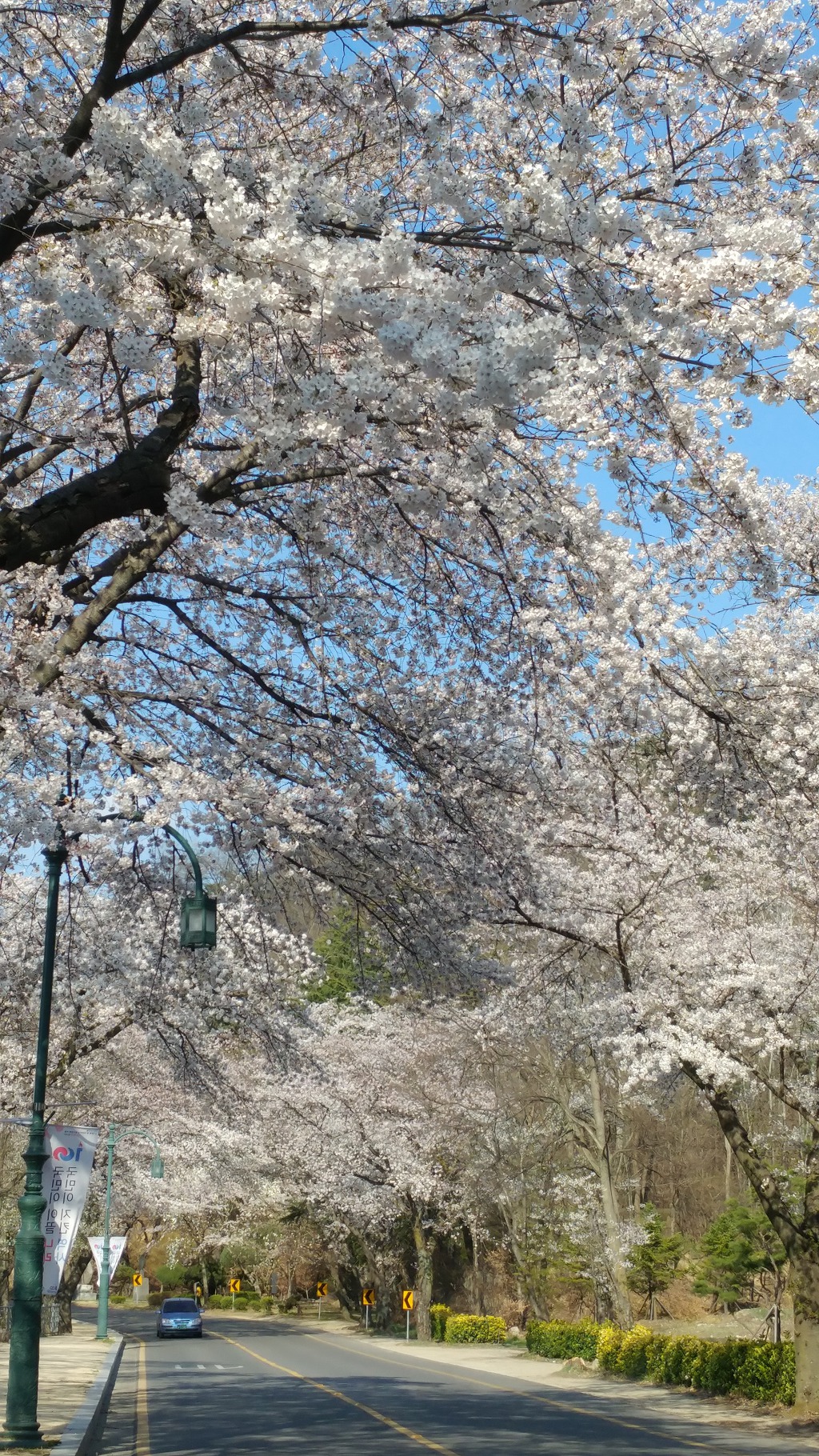 금오산 벚꽃축제