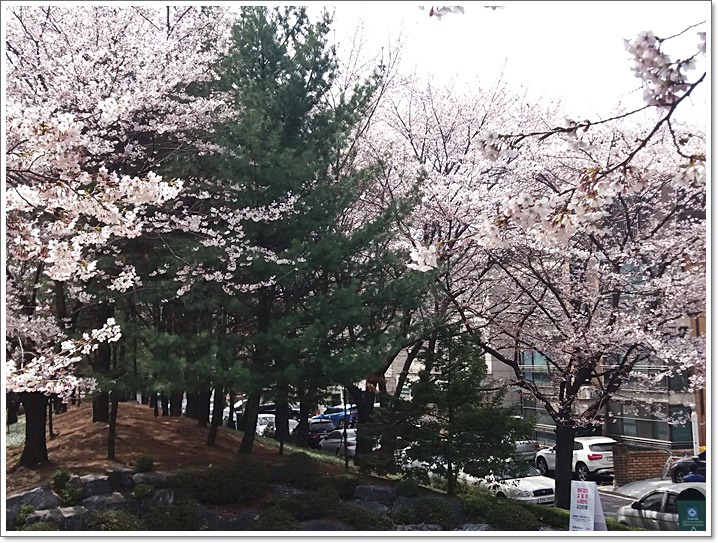우리동네도 꽃동산