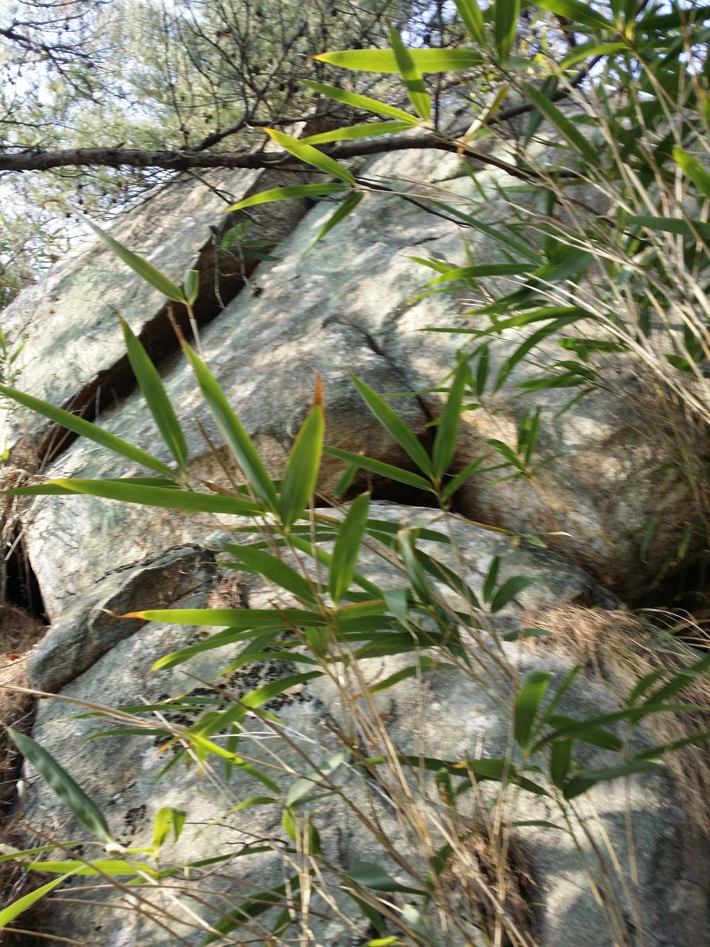홍성 용봉산