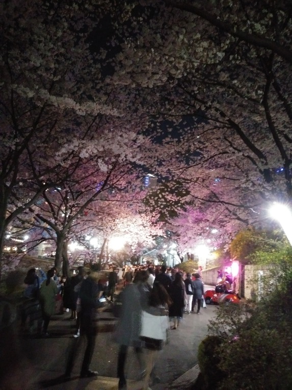 석촌 벗꽃 축제