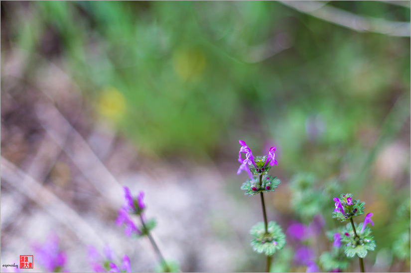 2019.04.09 인왕산 개나리길을 걷다