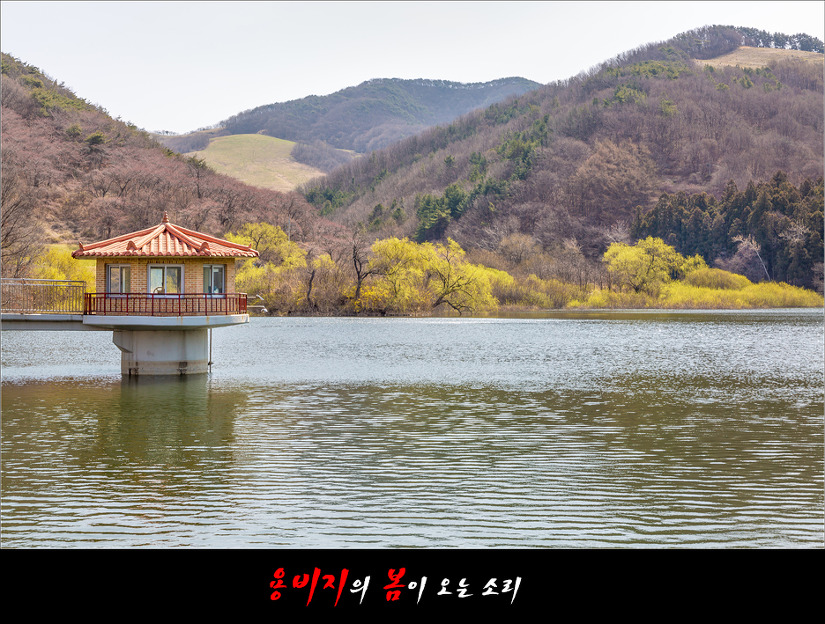 용비지의 봄이 오는 소리(2019.04.07)
