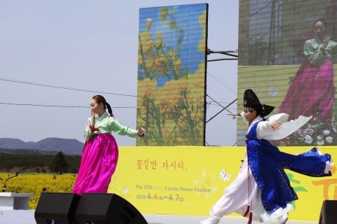 제주유채꽃축제 16만 관광객 방문, 노란 꽃물결과 문화예술로‘홈런’