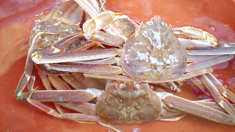 울진 대게축제는 못보고 대게만 배부르게 먹었다/울진맛집 동해회대게