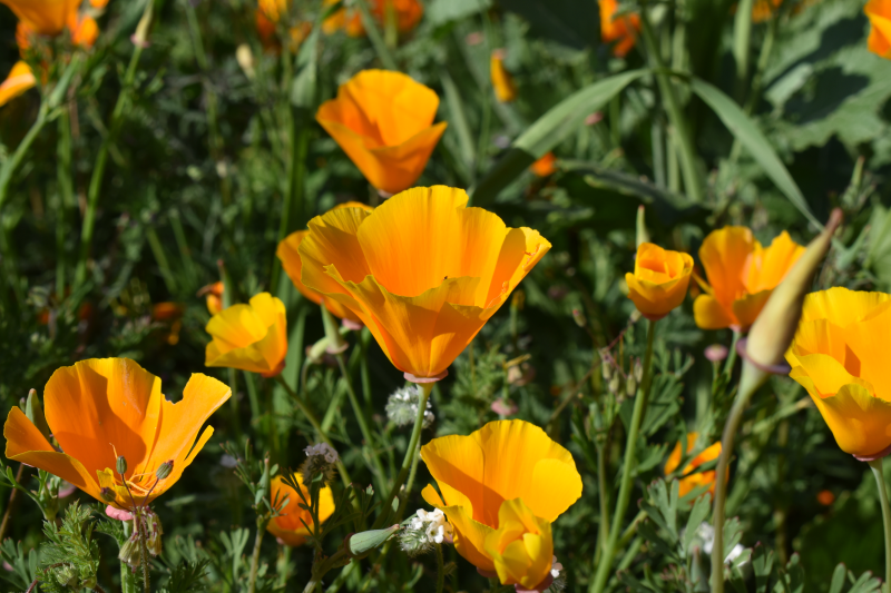 Elsinore-Walker Canyon / Poppy Fields