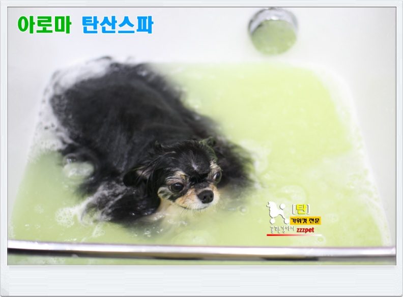 페퍼민트 아로마 탄산스파 : 대전애견미용