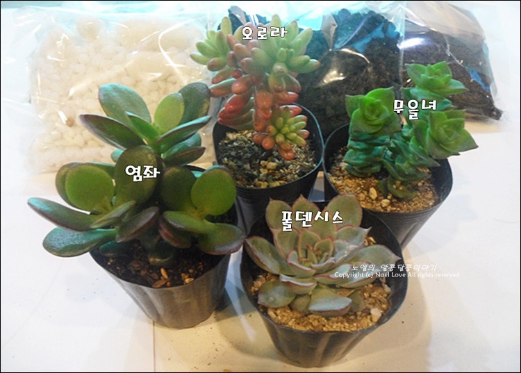 노비타 문화산책 유리병 속 작은 정원꾸미기 테라리움 클래스에서 봄을 만나고 왔어요.
