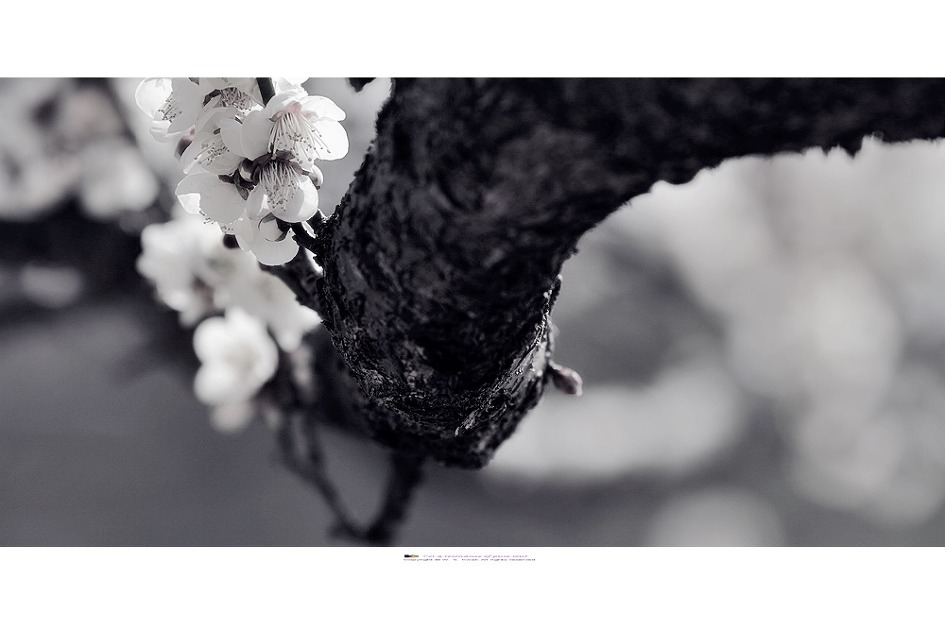 노산매(蘆山梅)