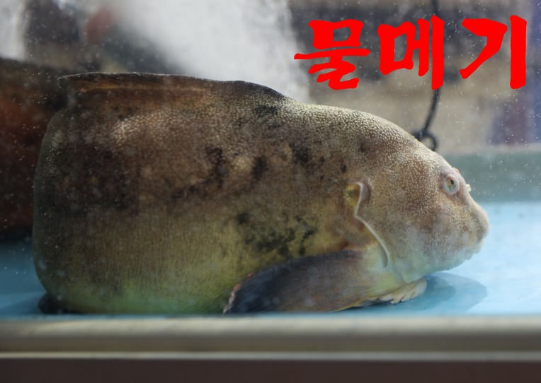 맛집추천[물메기]거제선어횟집 010.5029.6668 부산시 서구 충무시장길39(충무동1가)
